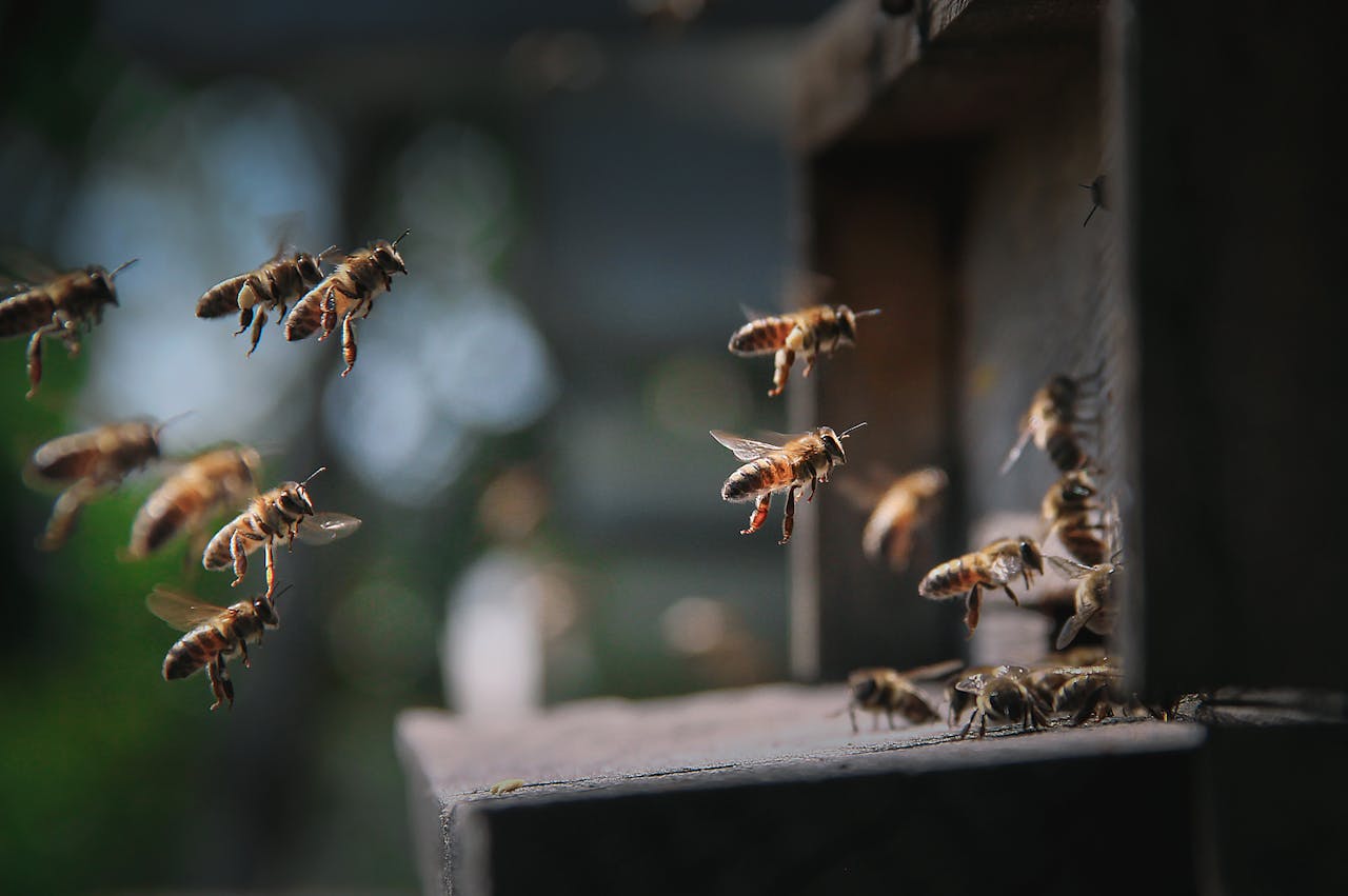 Detailed shot of honey bees entering a hive, showcasing natural behavior and pollination.